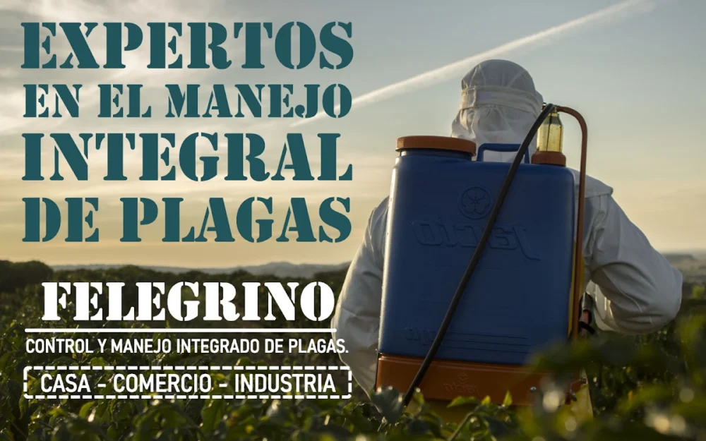 FELEGRINO