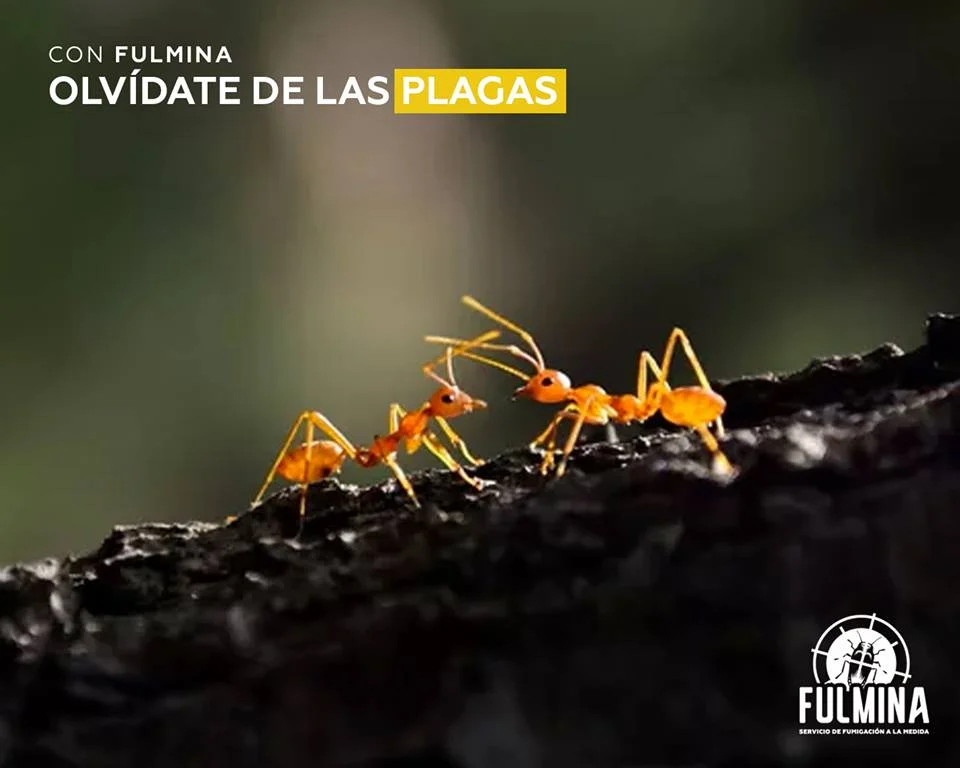 Fulmina servicio de fumigación