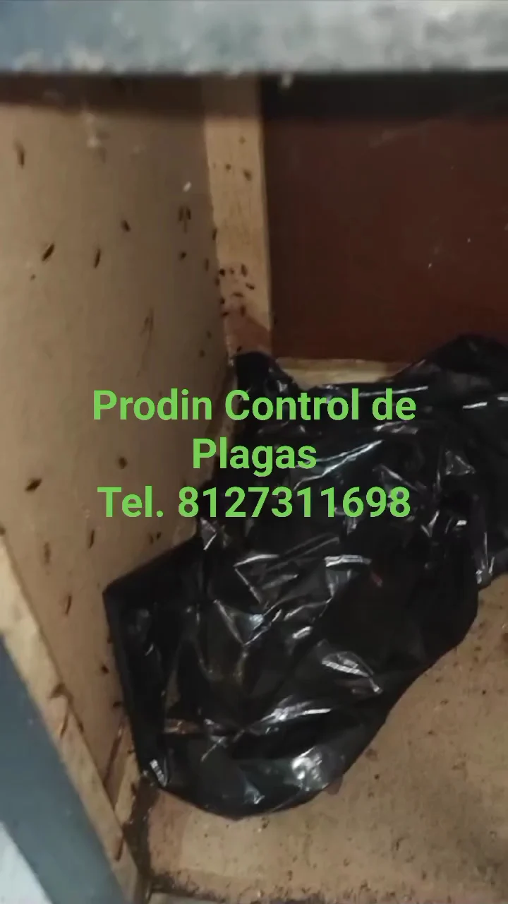 Fumigaciones PRODIN Control de Plagas S.A. DE C.V.