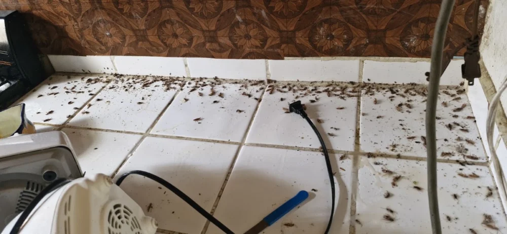 Fumigaciones Técnicas