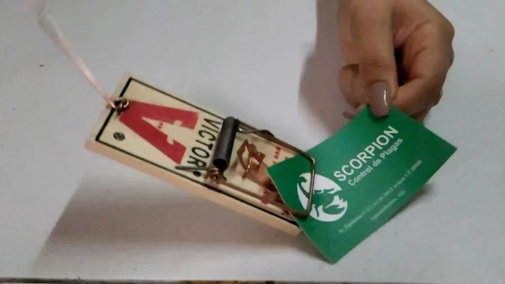 Scorpion Control de Plagas